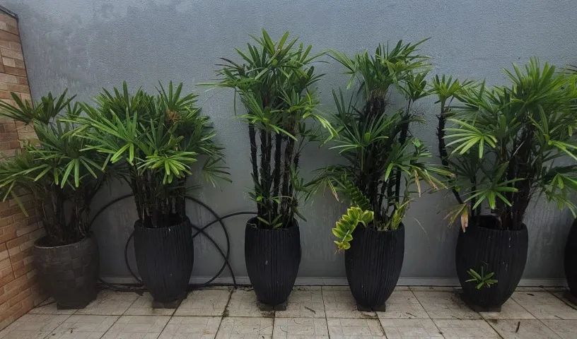 vaso com planta de ráfia