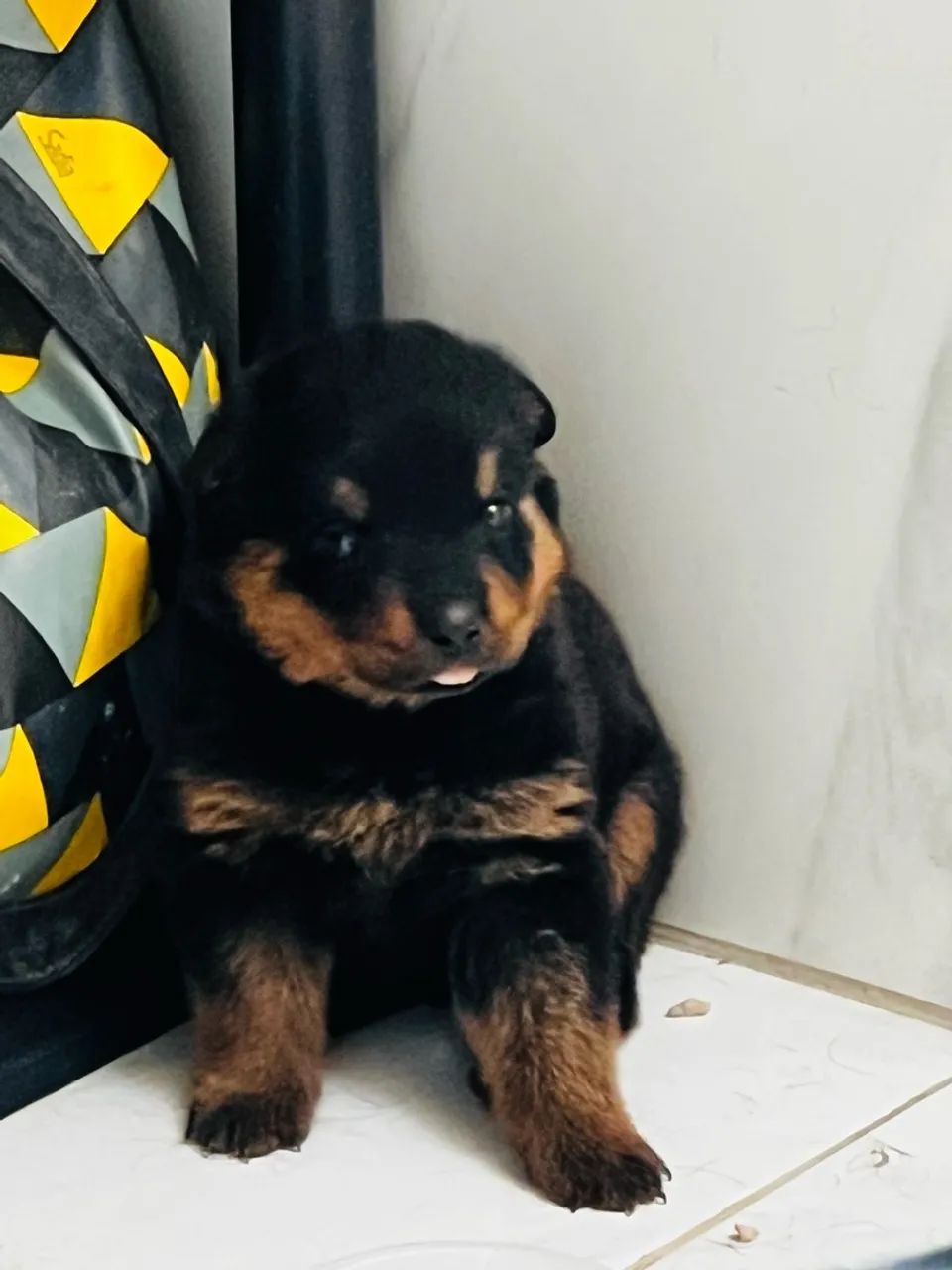 Filhote de Rottweiler  - Foto 3