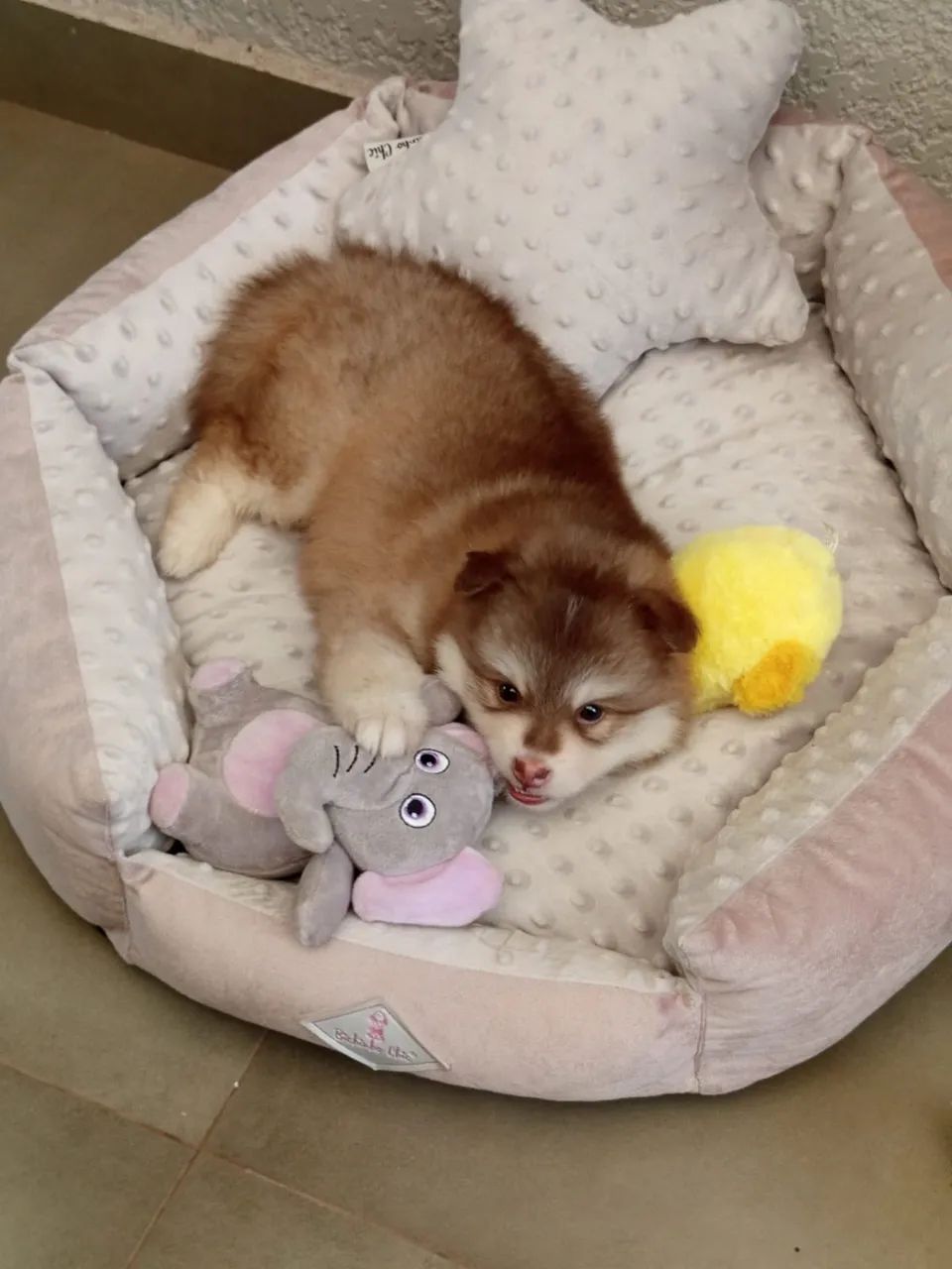Pomsky fofinho mini  - Foto 3