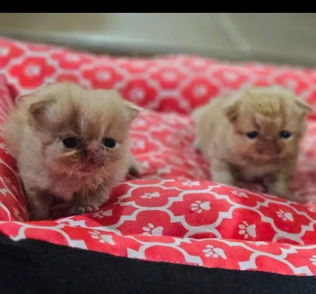 Filhotes de Persa