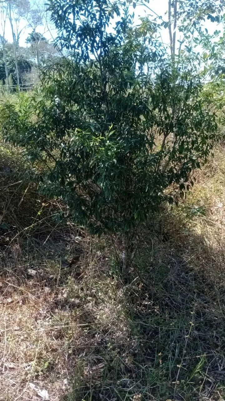 Terreno logo após fábrica da coca cola  - Foto 3