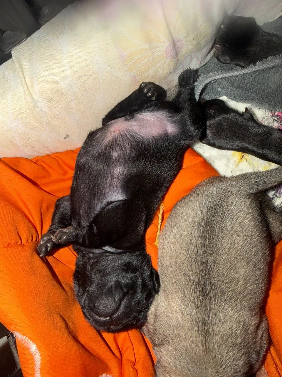 Pug machinho - Foto 3