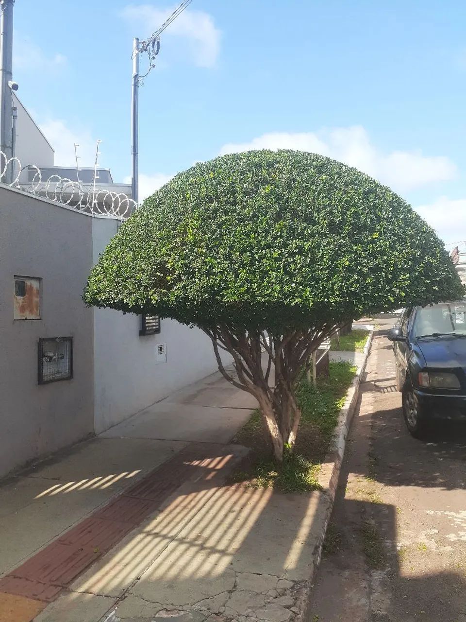 Jardinagem  engeral  - Foto 2