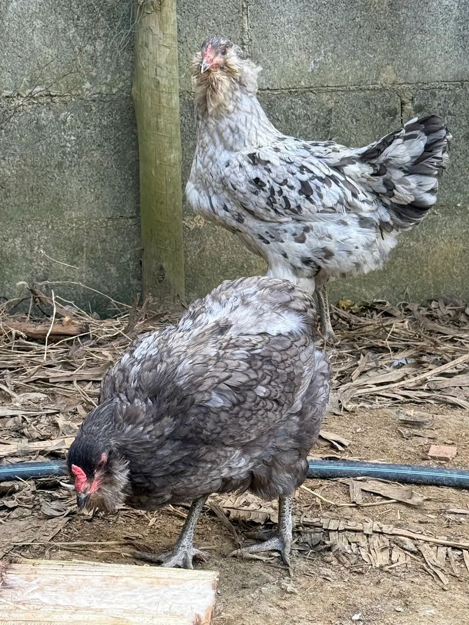 Ameraucana e arauna - Foto 2