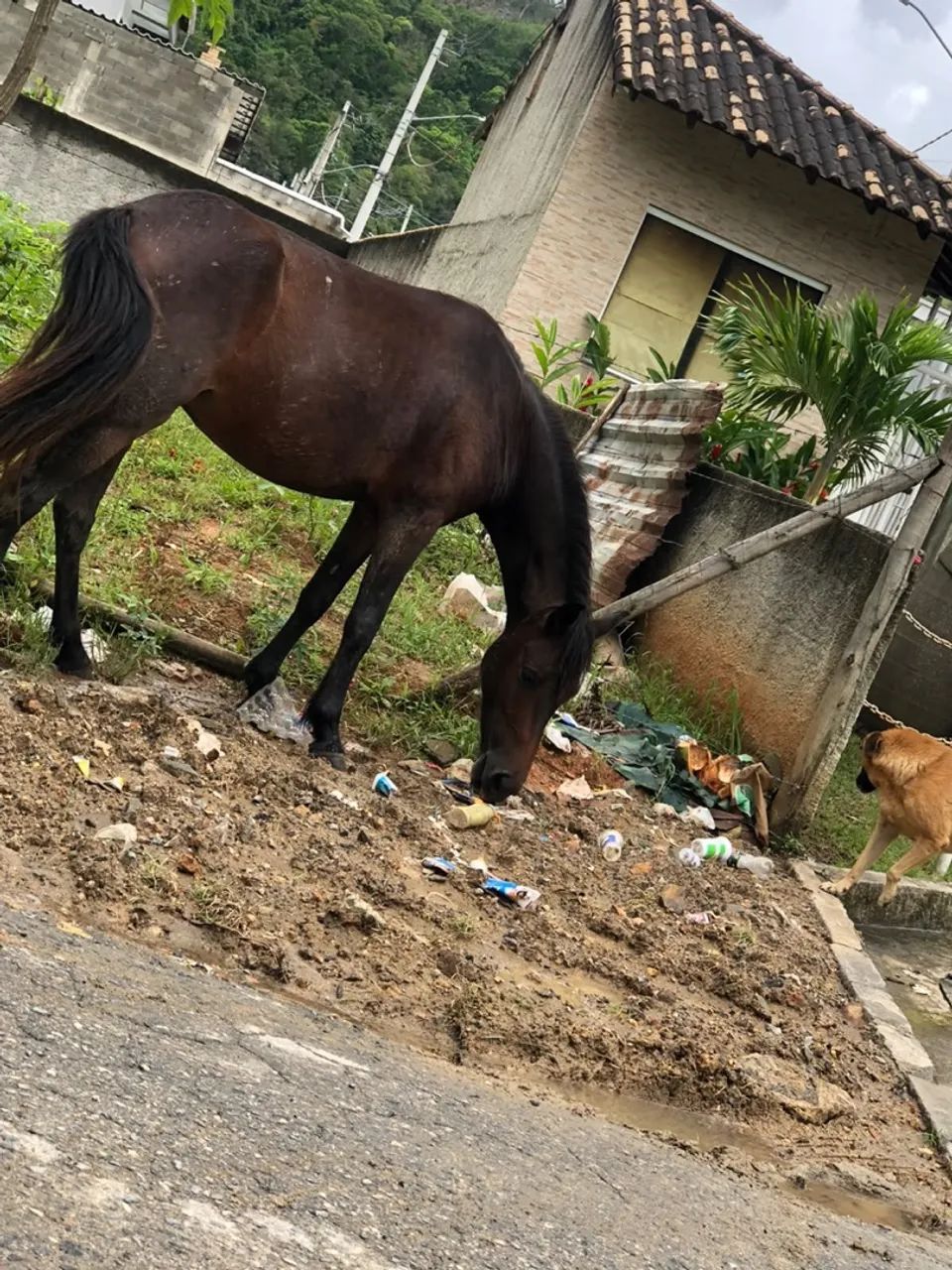 Cavalos - Foto 3