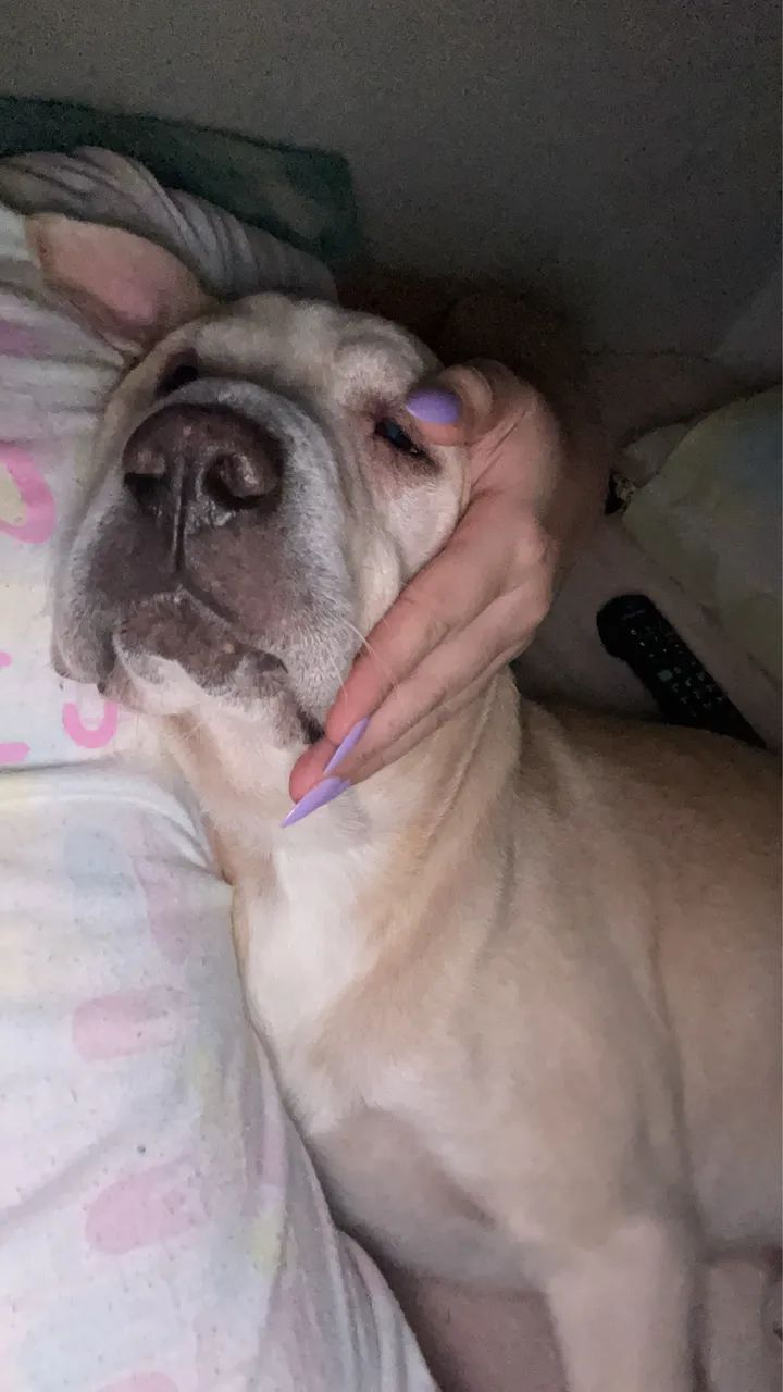 Adoção  - Foto 2