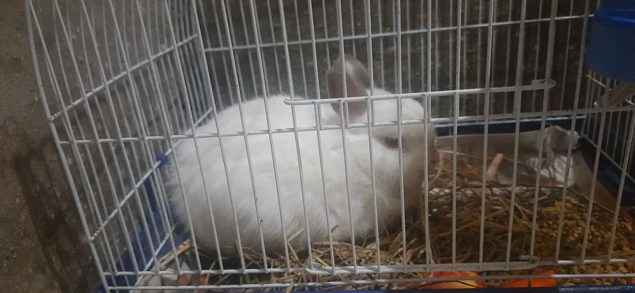 Coelho anão Netherlands Dwaf legítimos. - Foto 3