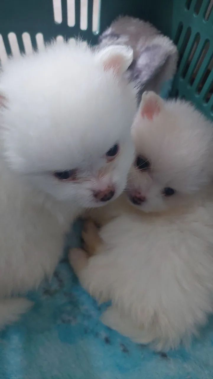 Cão especial  - Foto 3