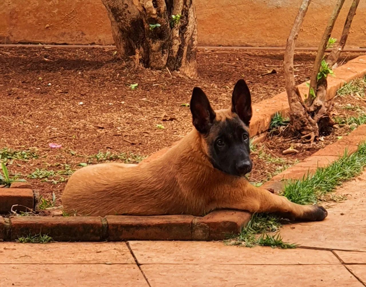 Filhote de malinois  - Foto 2