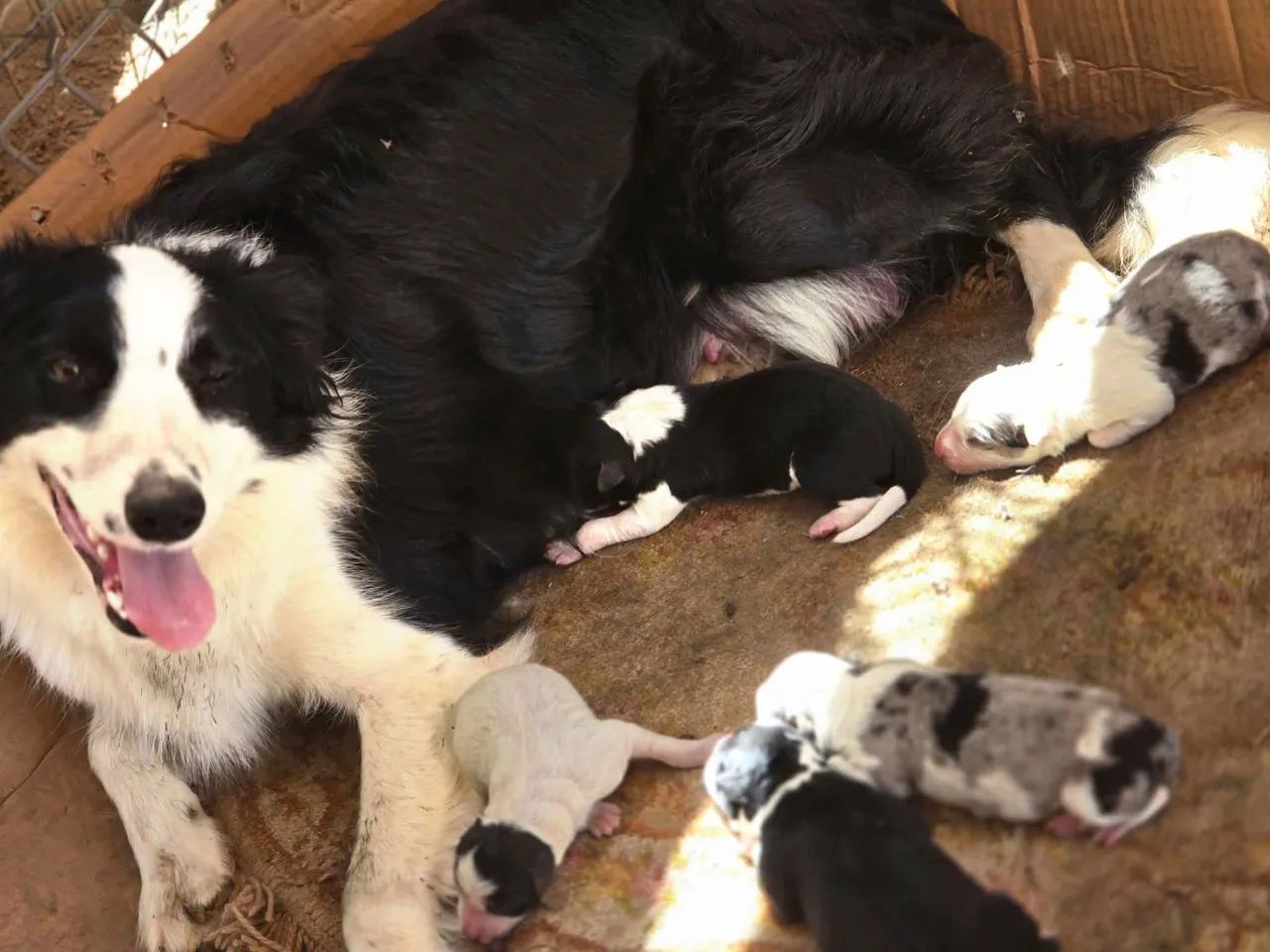Filhote macho de Border collie 
