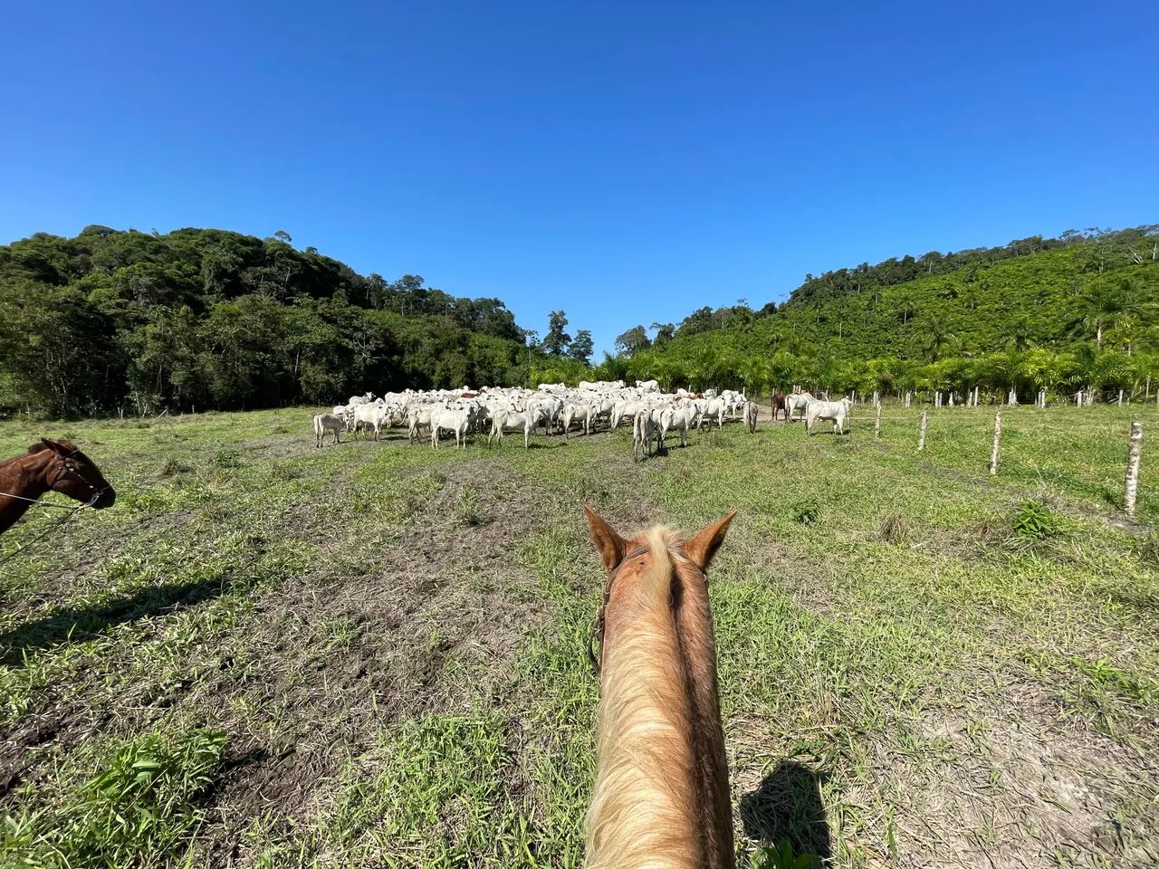 FAZENDA COM 110 ALQ  - Foto 4