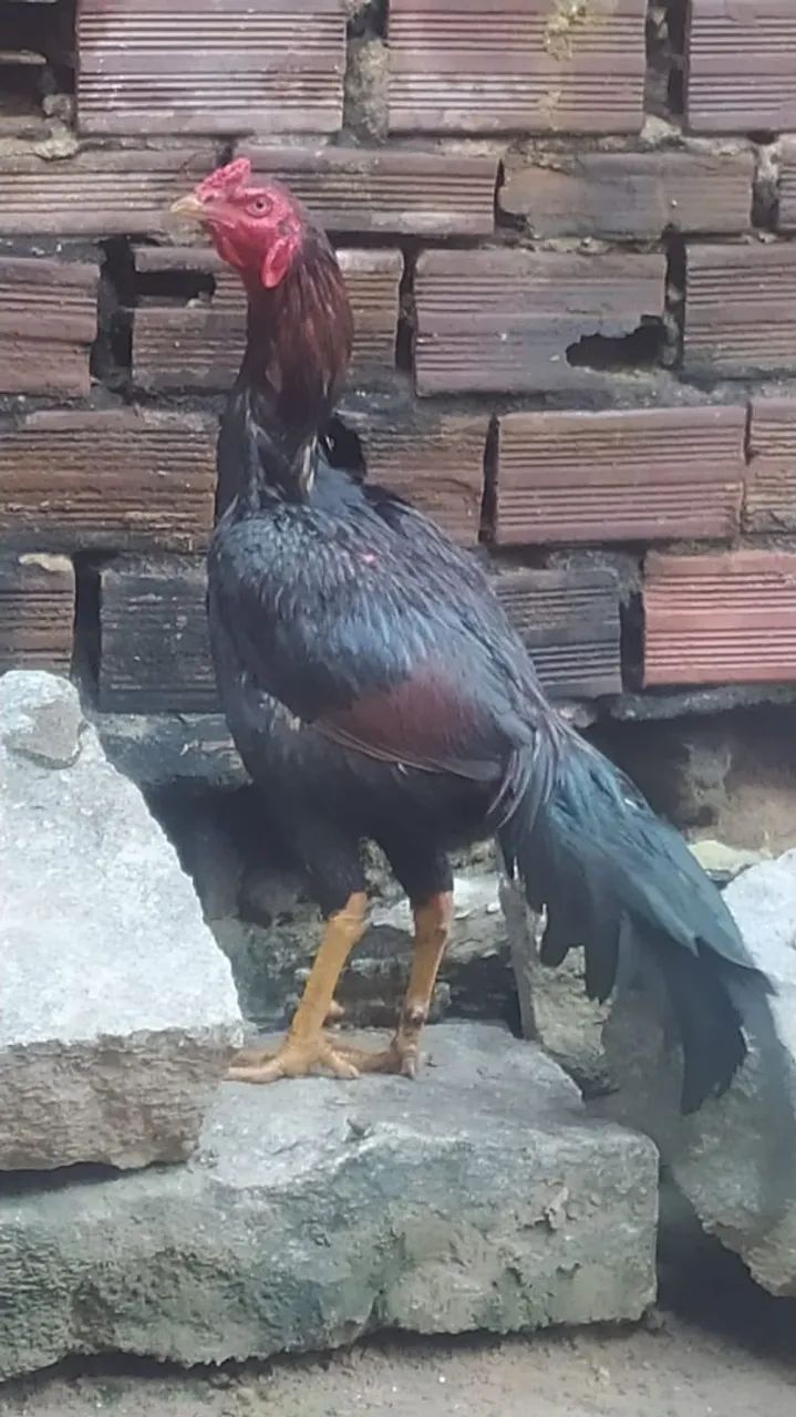 Galo de raça - Foto 2