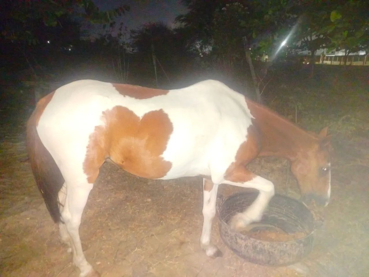Animais  - Foto 2