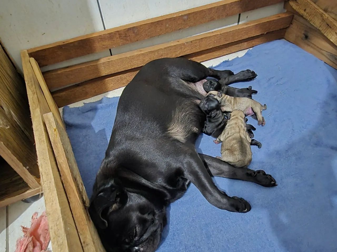 Cachorro 