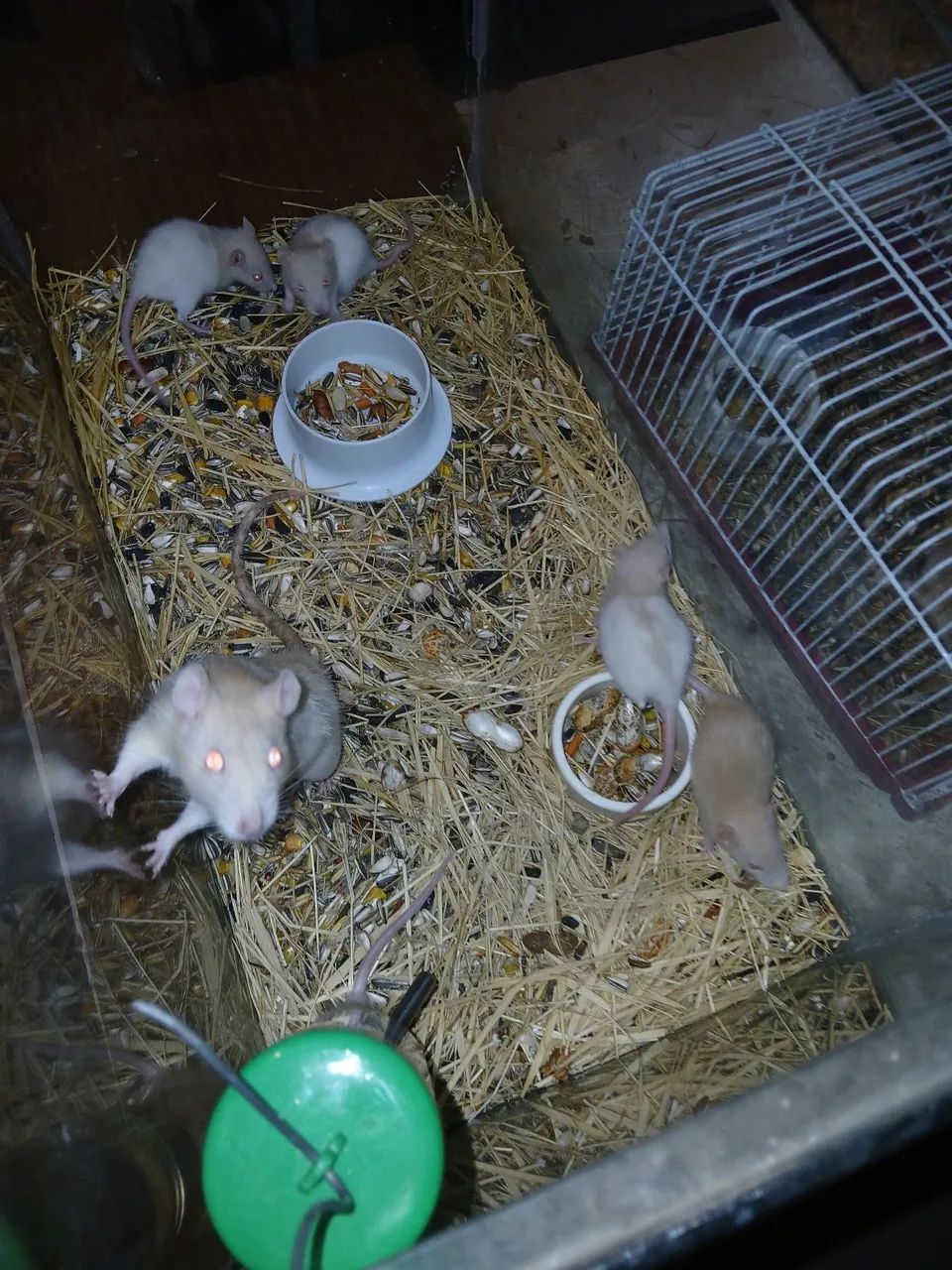 Filhote de Hamster Mercol a venda?