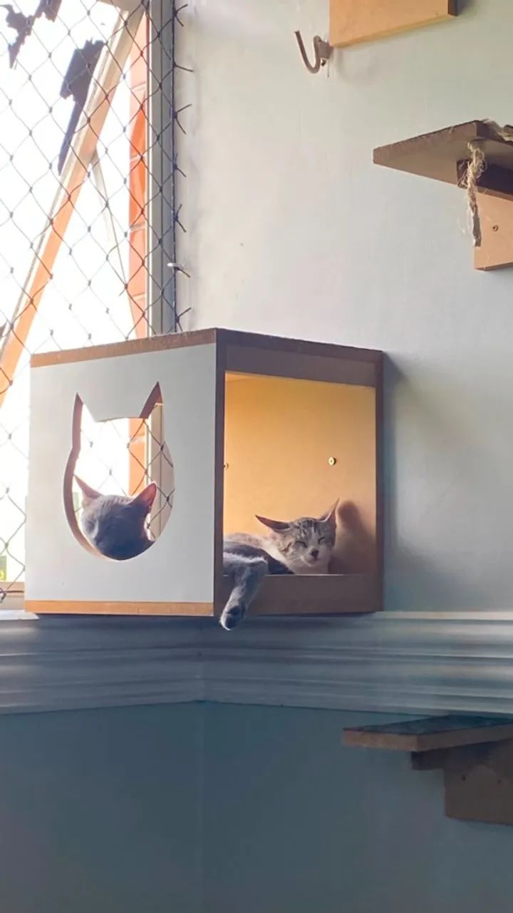Gato para adoção - Foto 2
