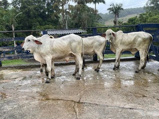 Gado Tabapuã