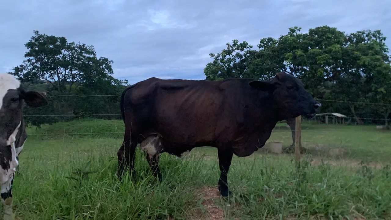 Duas vacas leiteiras  - Foto 4
