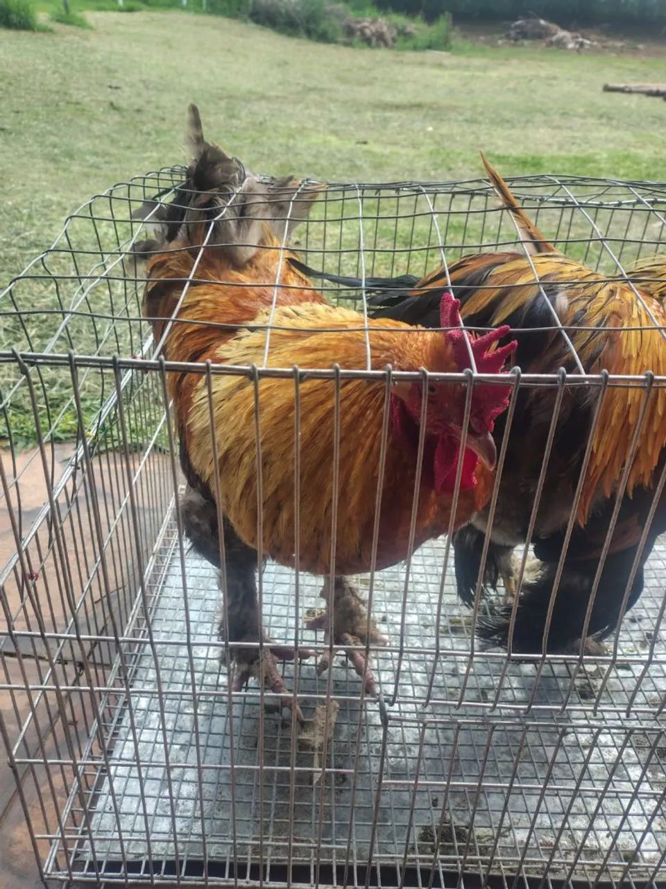 Galo Brahma  - Foto 5