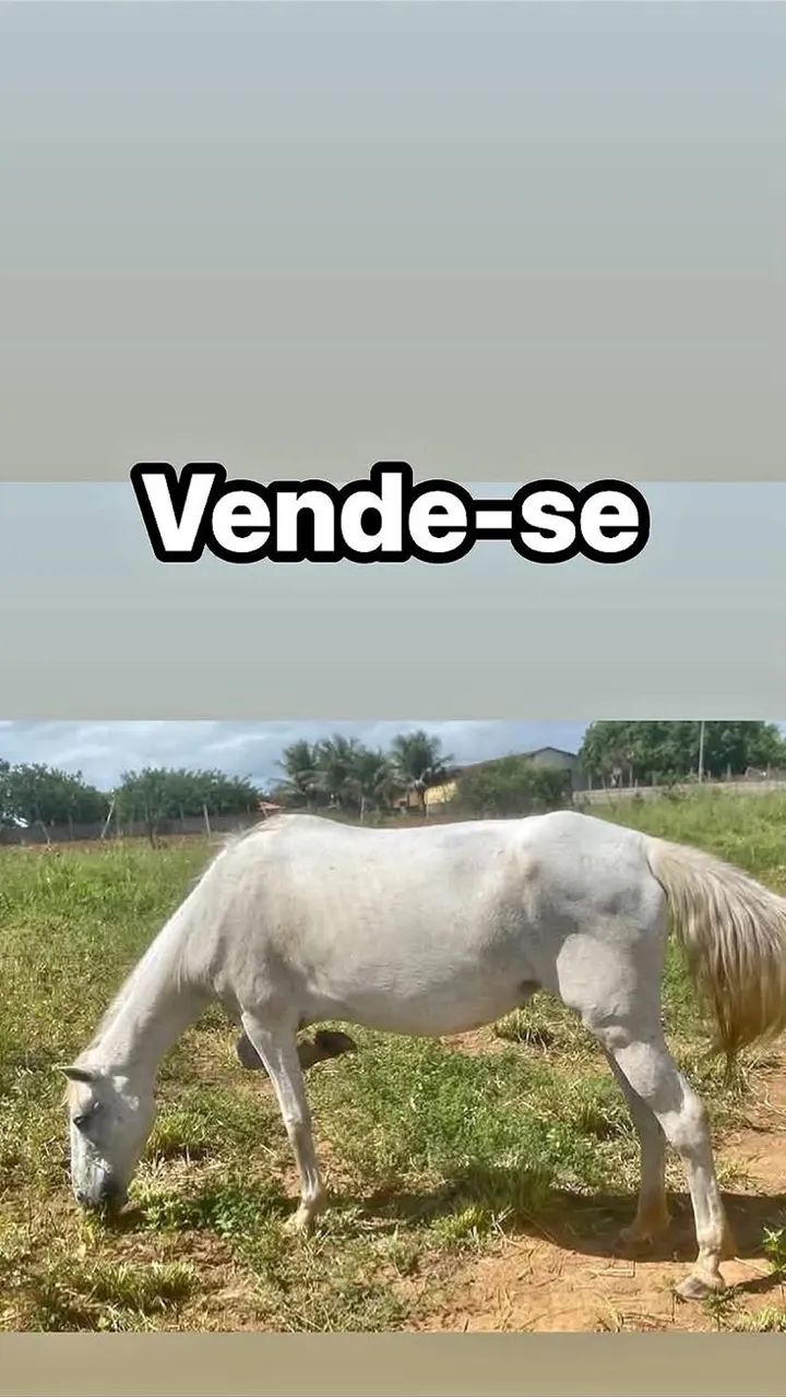 Vender logo