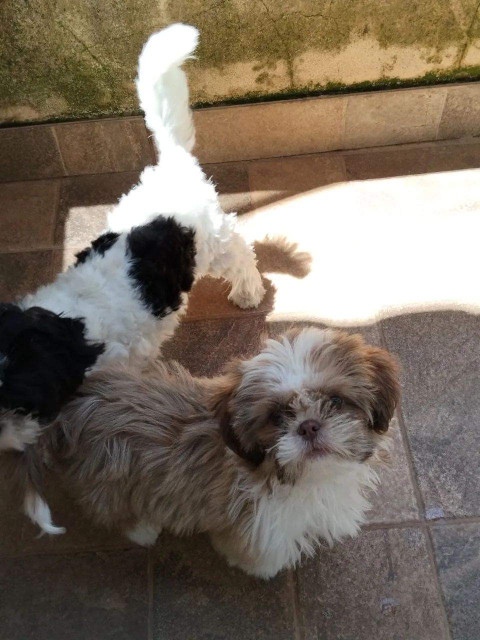 Vendo casal de shitzu  - Foto 2
