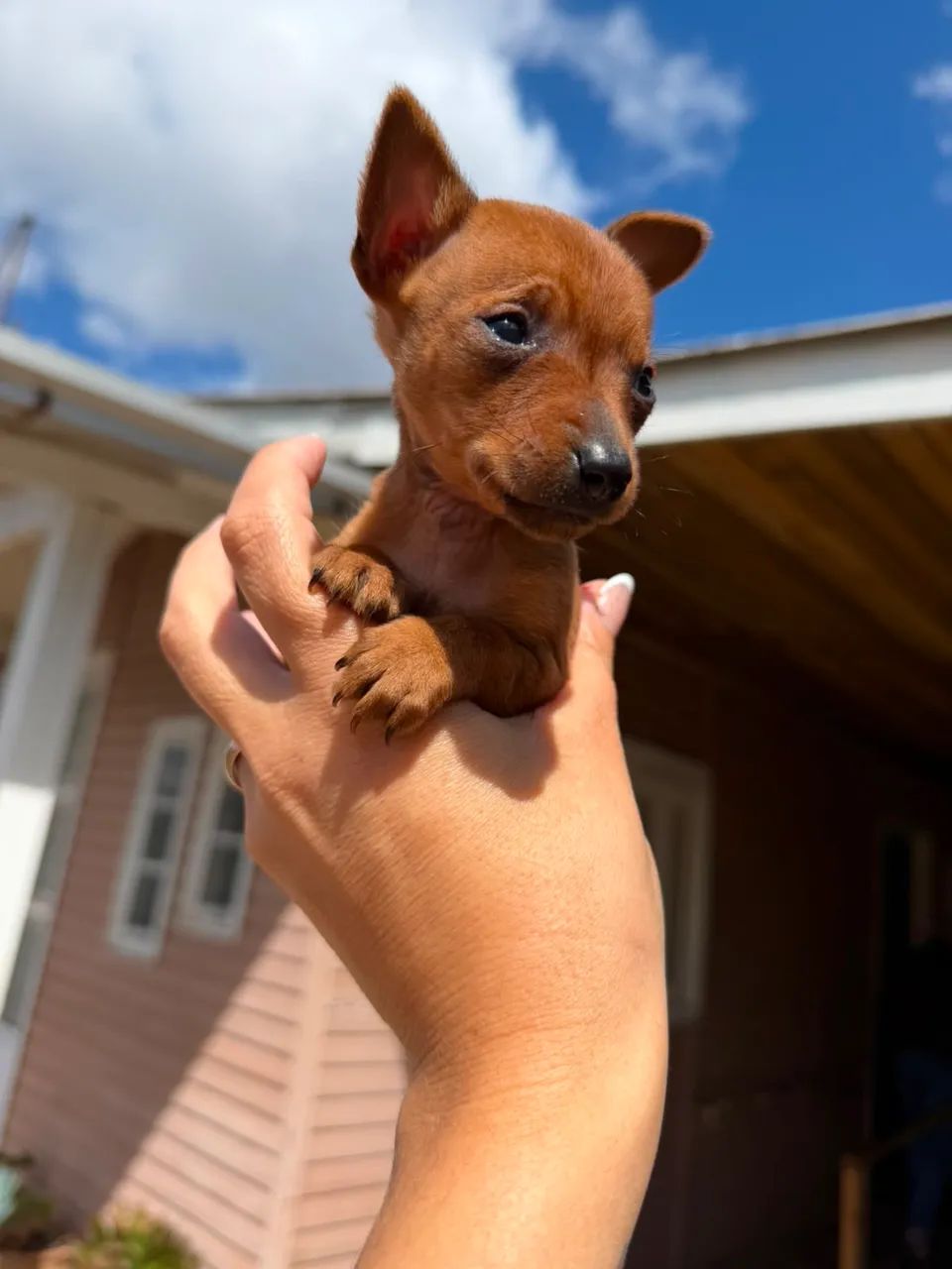 Pinscher  - Foto 3