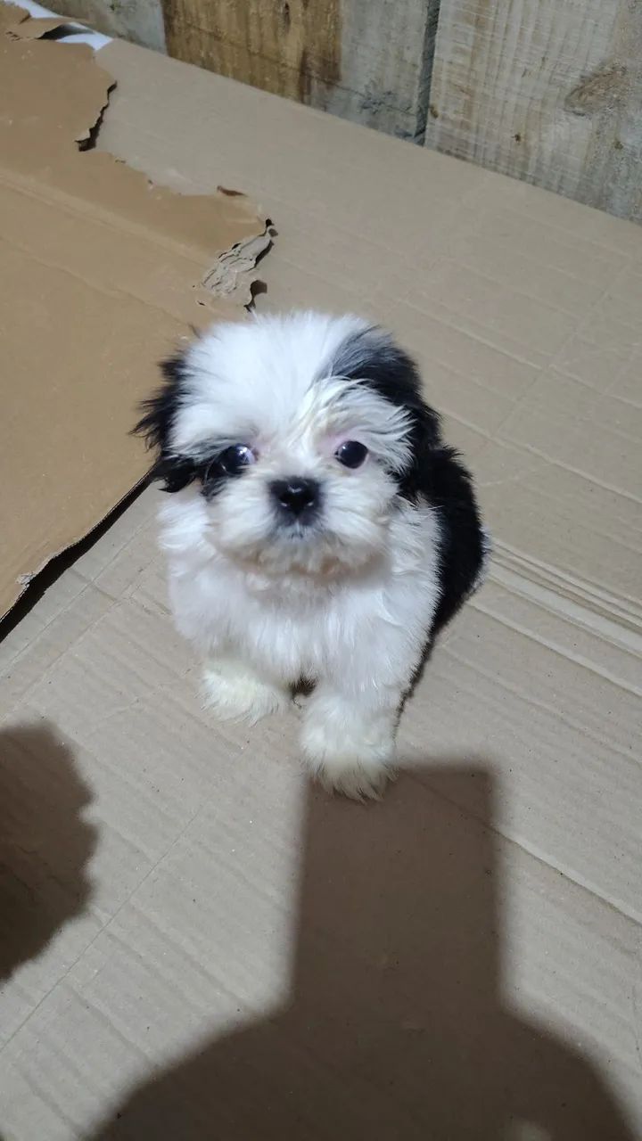 Cachorro  - Foto 3