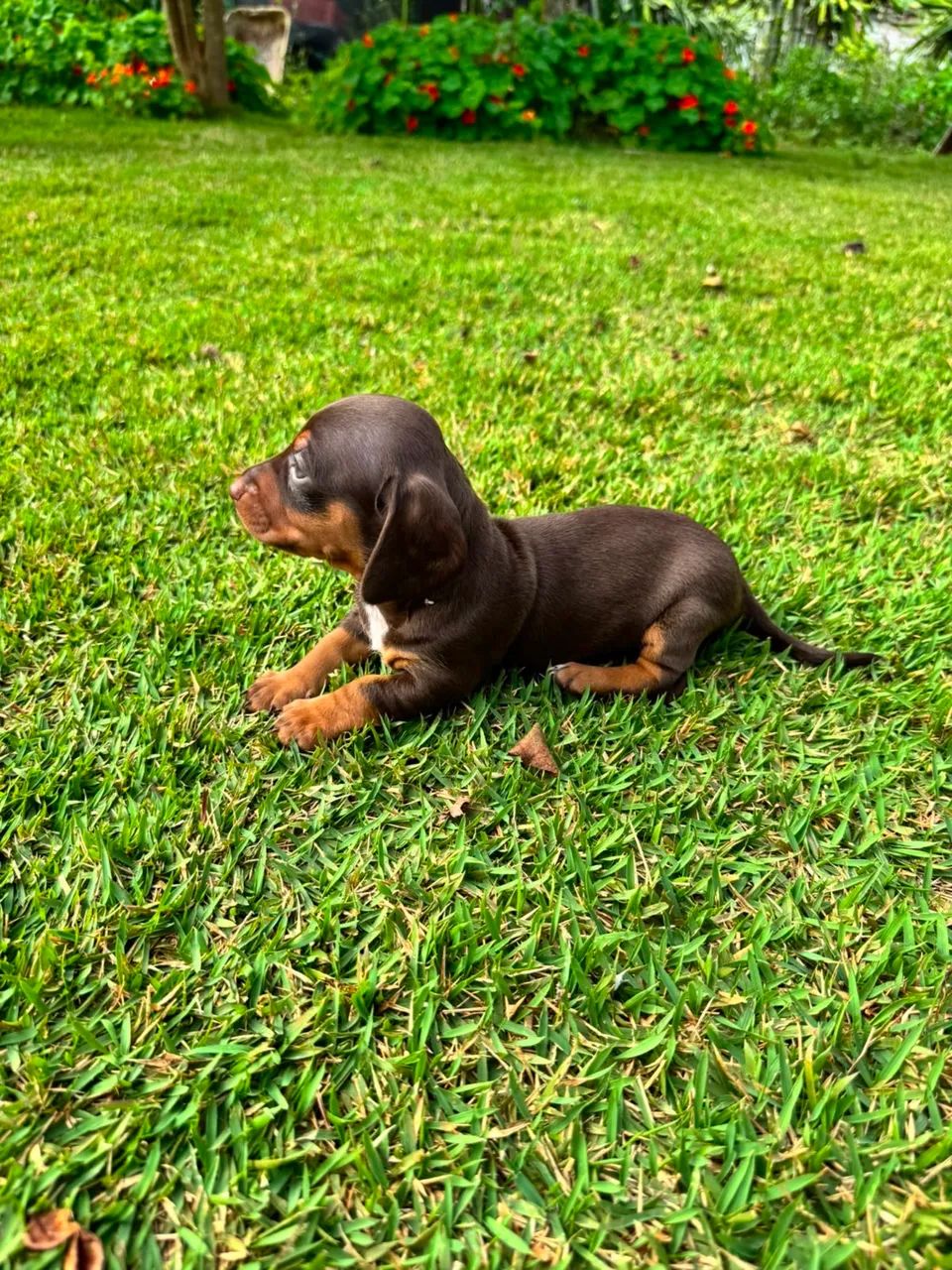 Dachshund  - Foto 2