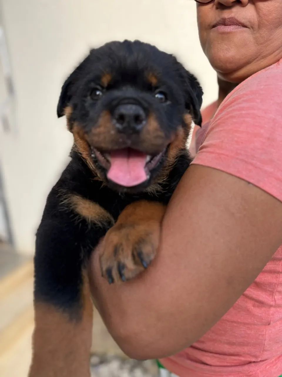 Rottweiler  - Foto 2