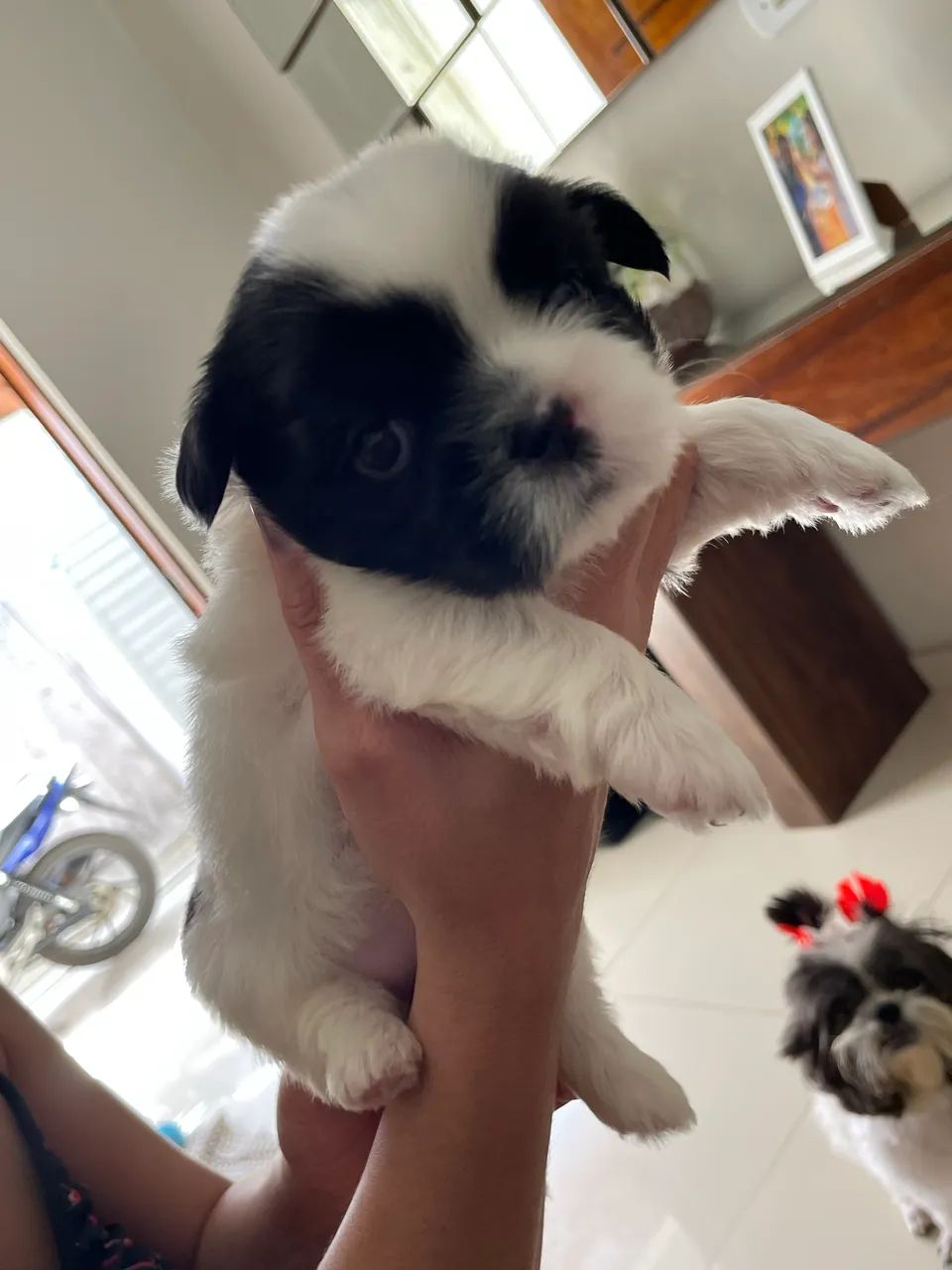 Cachorro Shih Tzu MACHO  - Foto 2