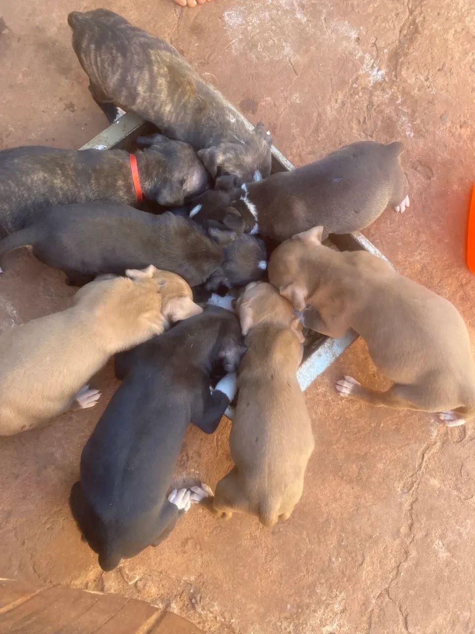 Cachorro 