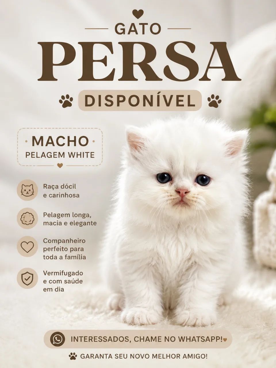 Gato persa 