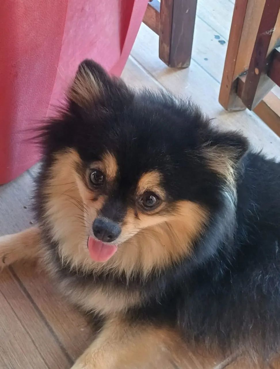Spitz Alemão  - Foto 5