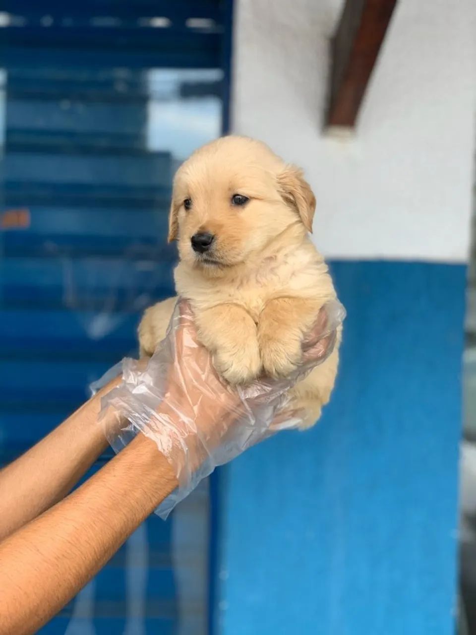 Compre Seu Golden Retriever com Segurança, Saúde Garantida e Parcelamento Fácil