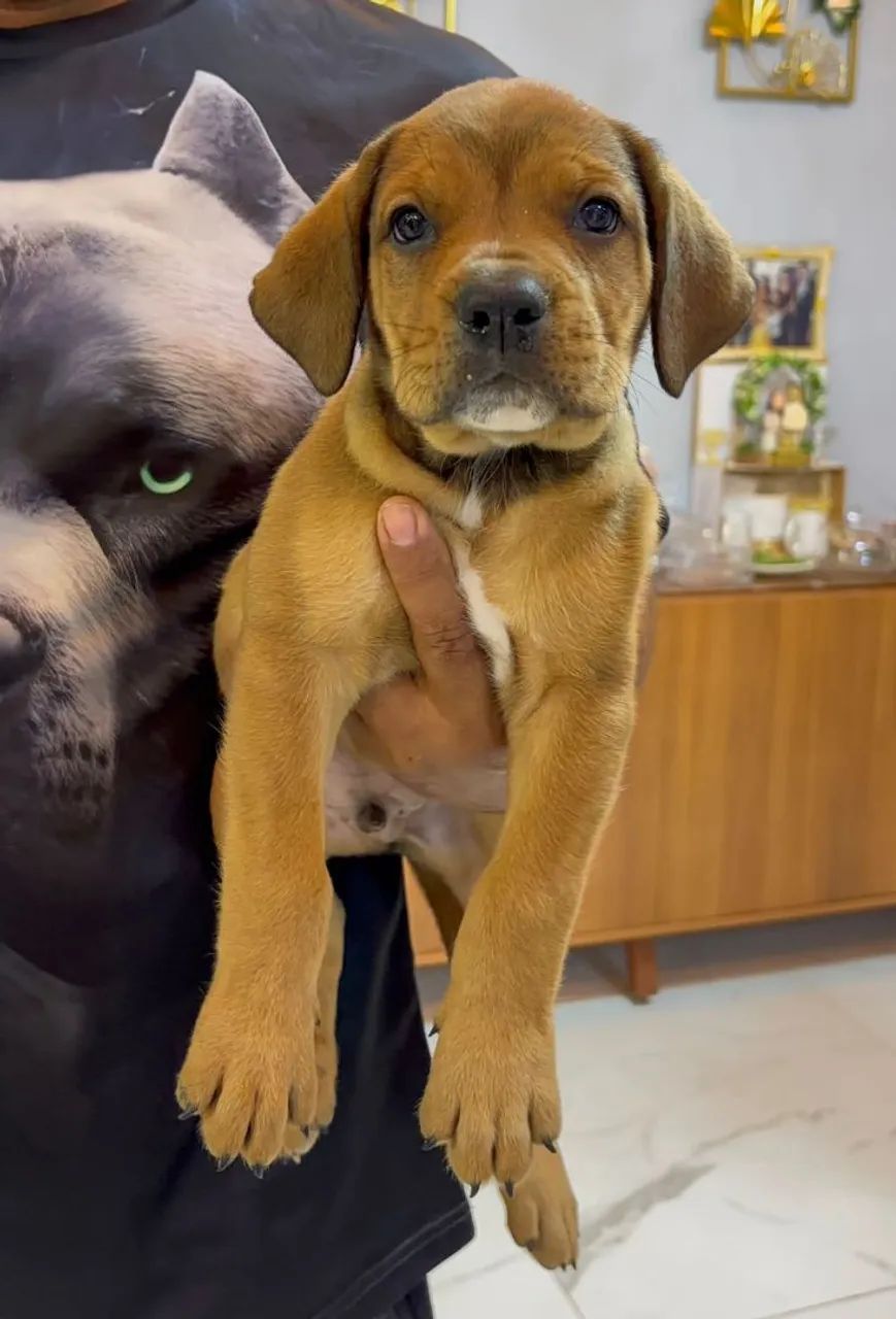 cão de guarda e proteção - Foto 5
