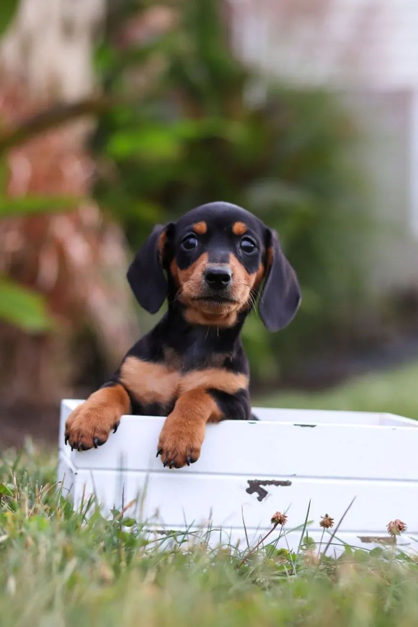 Dachshund perfeito para alegrar sua rotina - Foto 2
