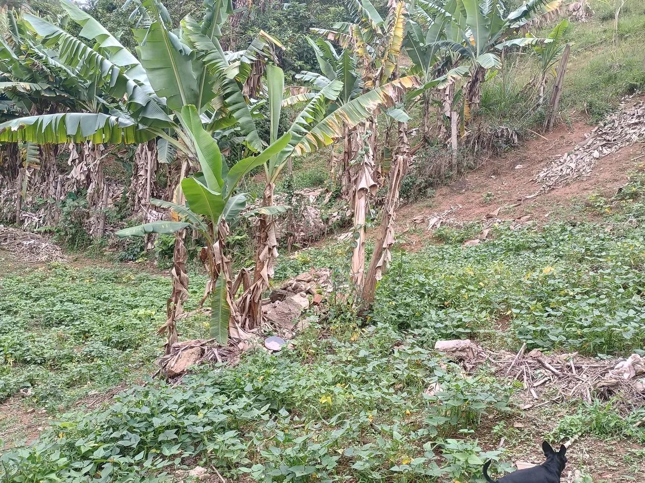 João de Deus da Silva  - Foto 3