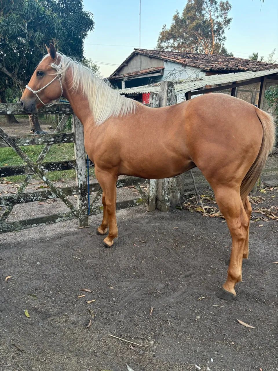 Potro Quarto de Milha. - Foto 3