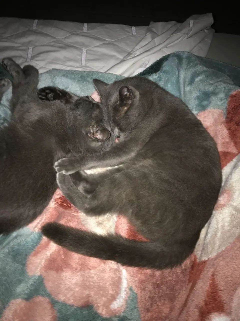 Gatinhas pra adoção  - Foto 3