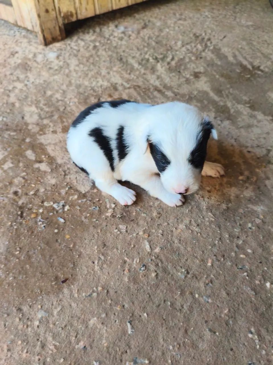 Bader collie  - Foto 5