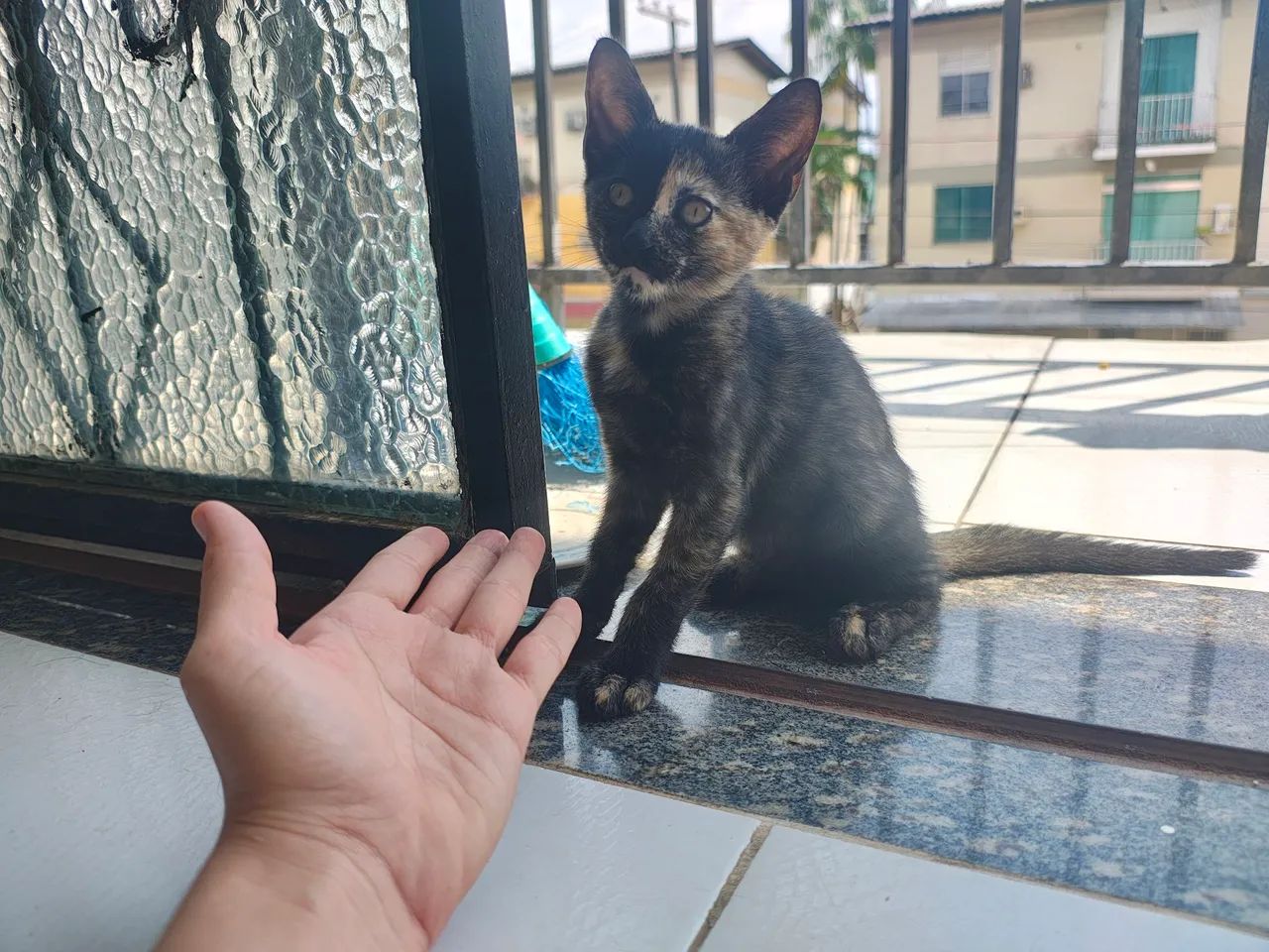 Gatinha para doação 