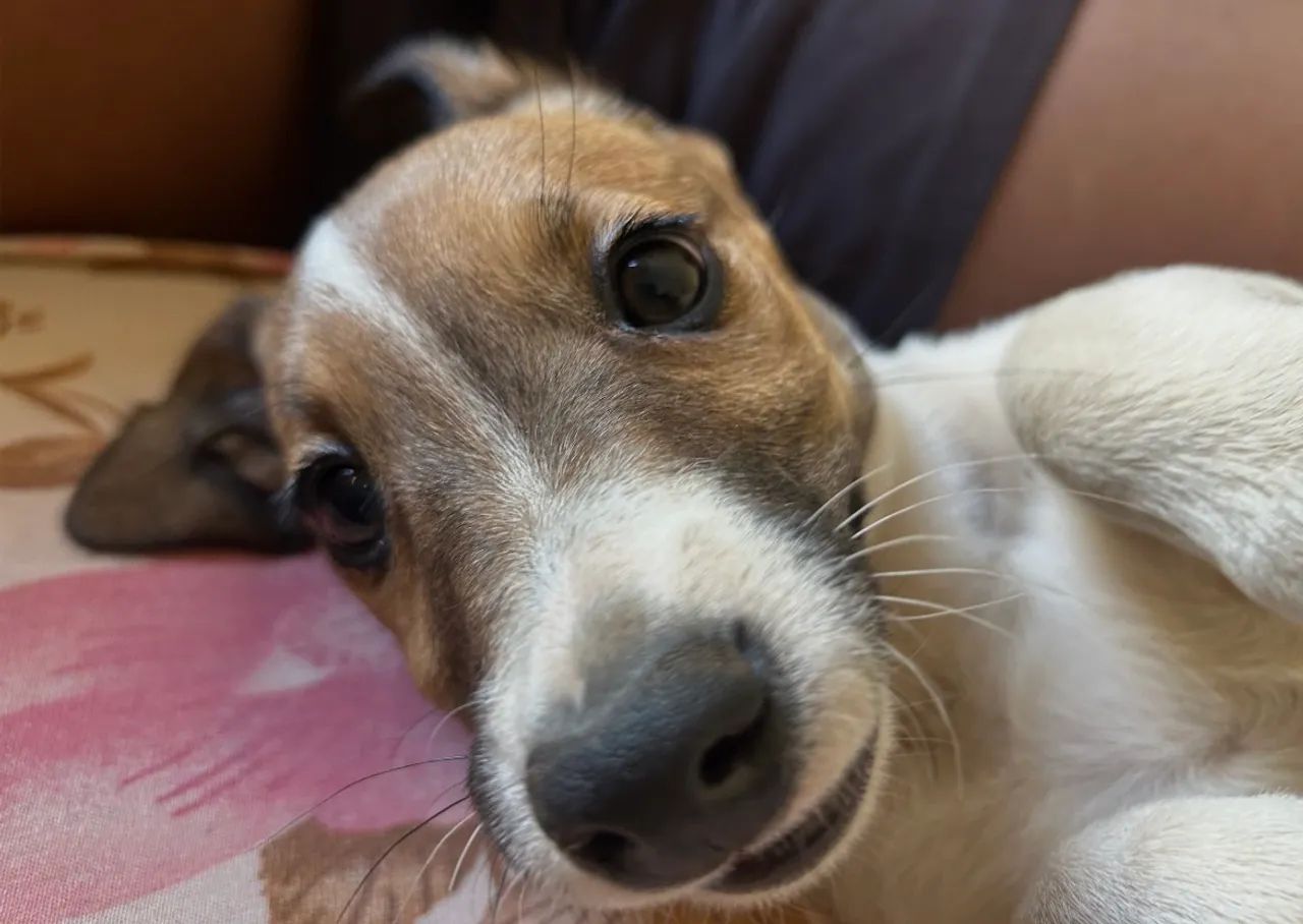 Doação cachorra - Foto 4