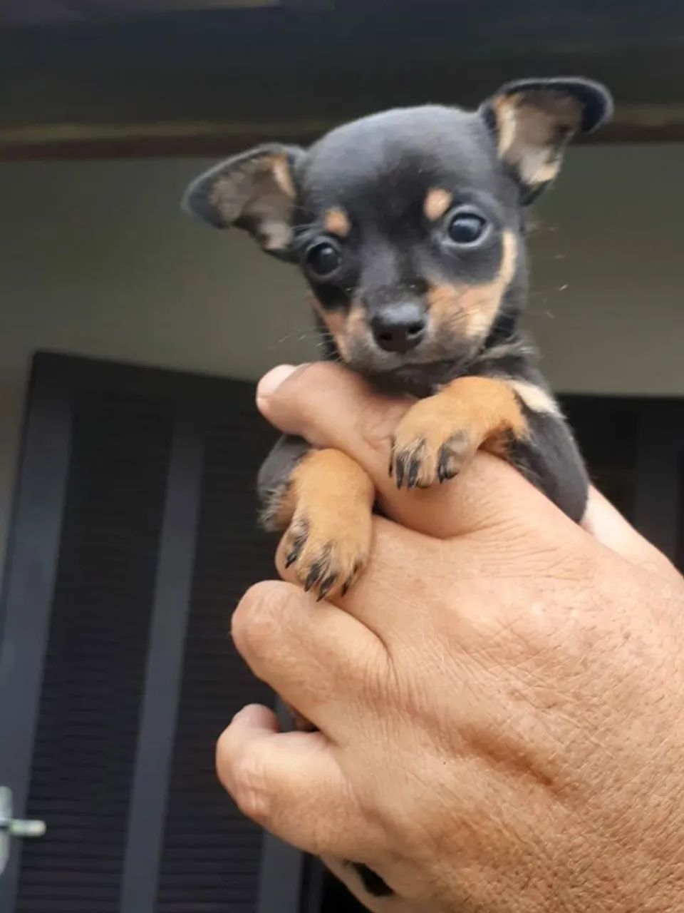 Pinscher disponíveis 