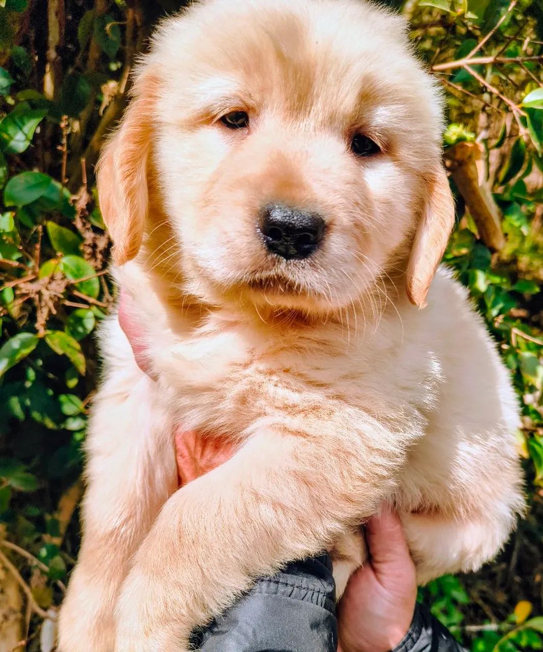 Golden Retriever Lindos Filhotes Top!!! 