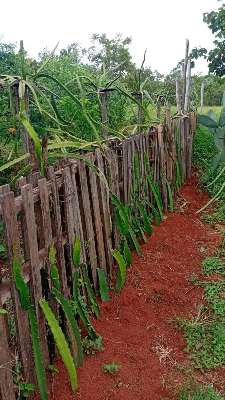 Mudas de Pitaya  - Foto 3