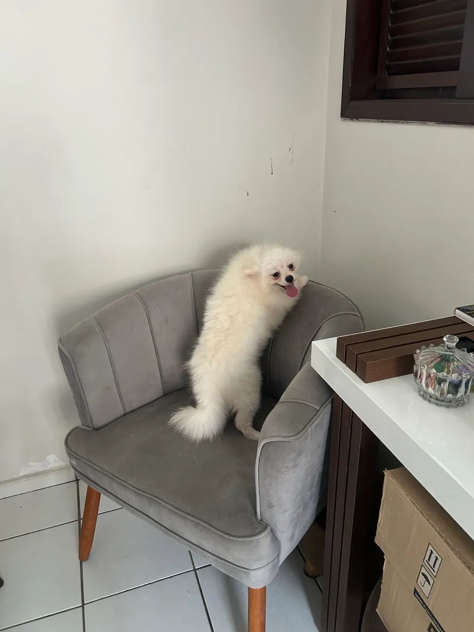 Macho Spitz alemão porte pequeno  - Foto 4