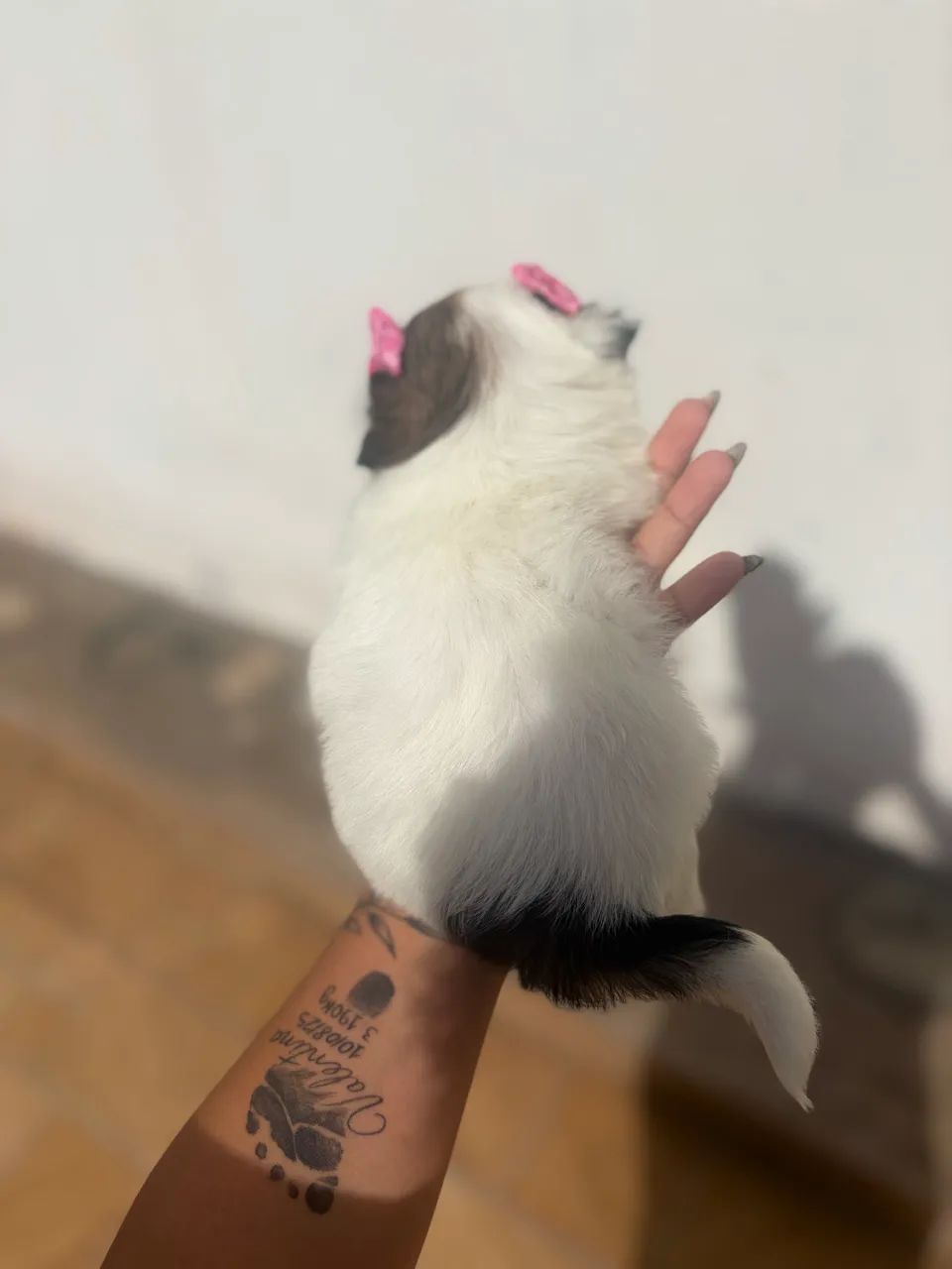 Fêmea shitsu disponível  - Foto 6