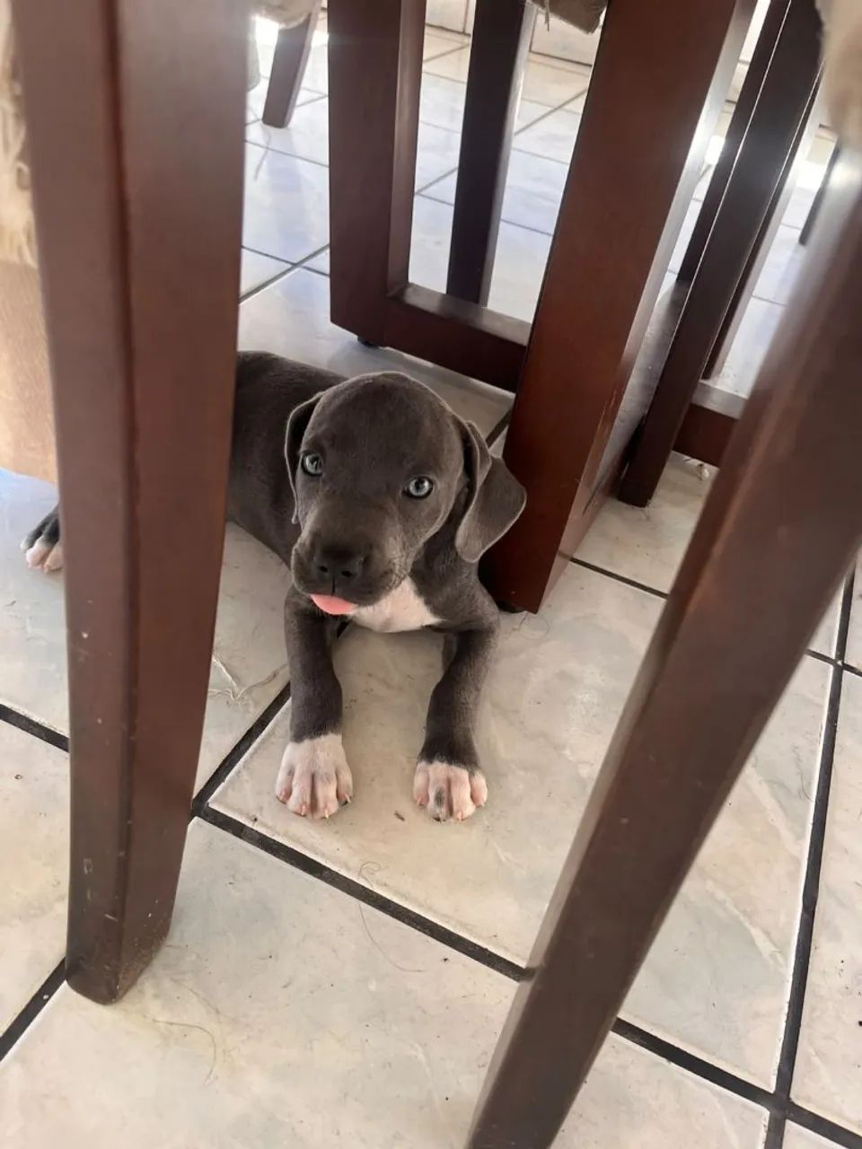 Filhote american bully - Foto 2