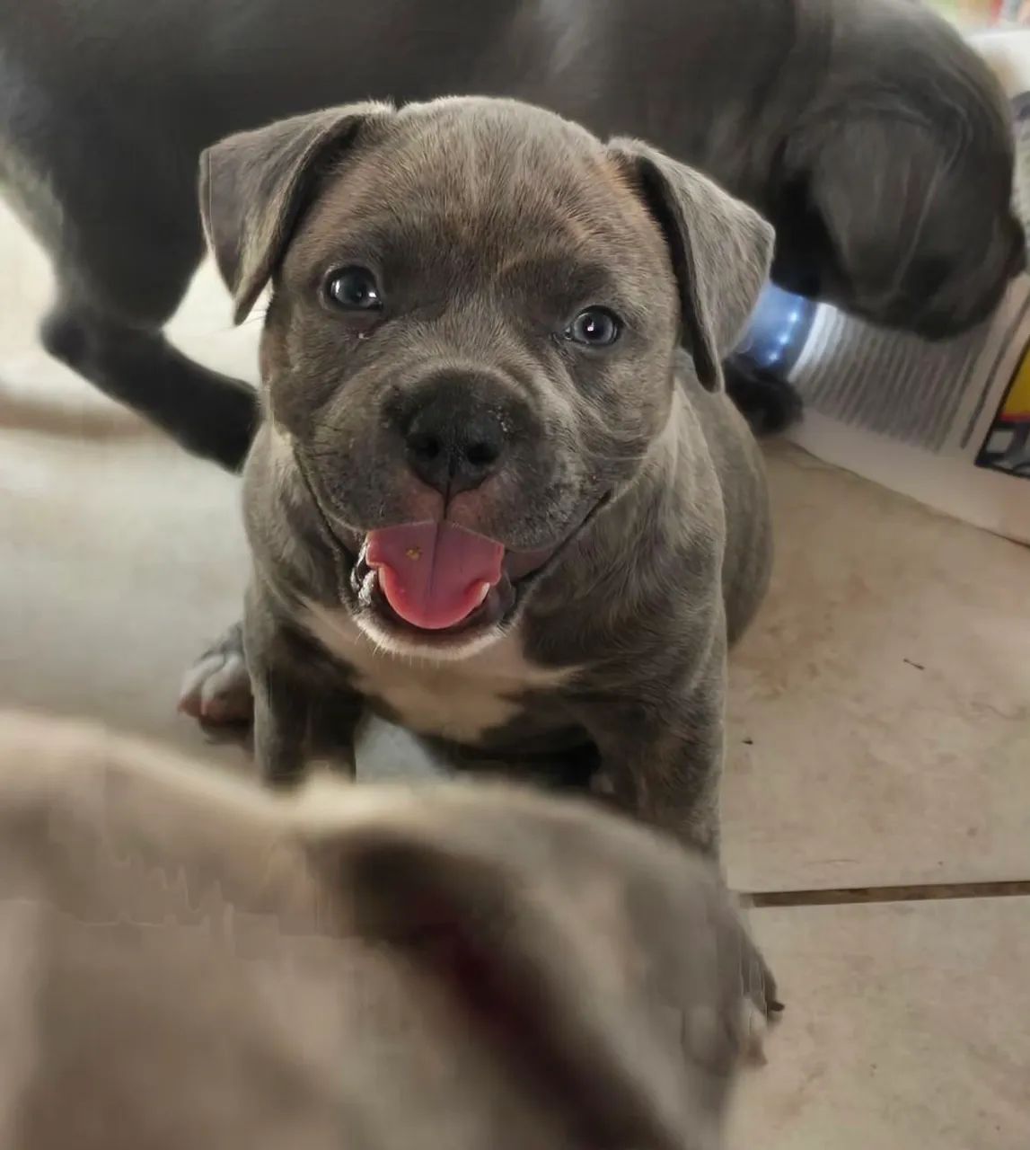American Bully Pocket - Foto 5