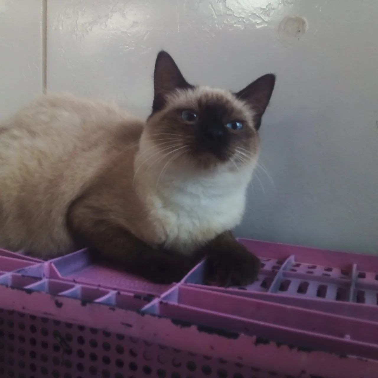 Adoção responsável - Mila - Foto 4